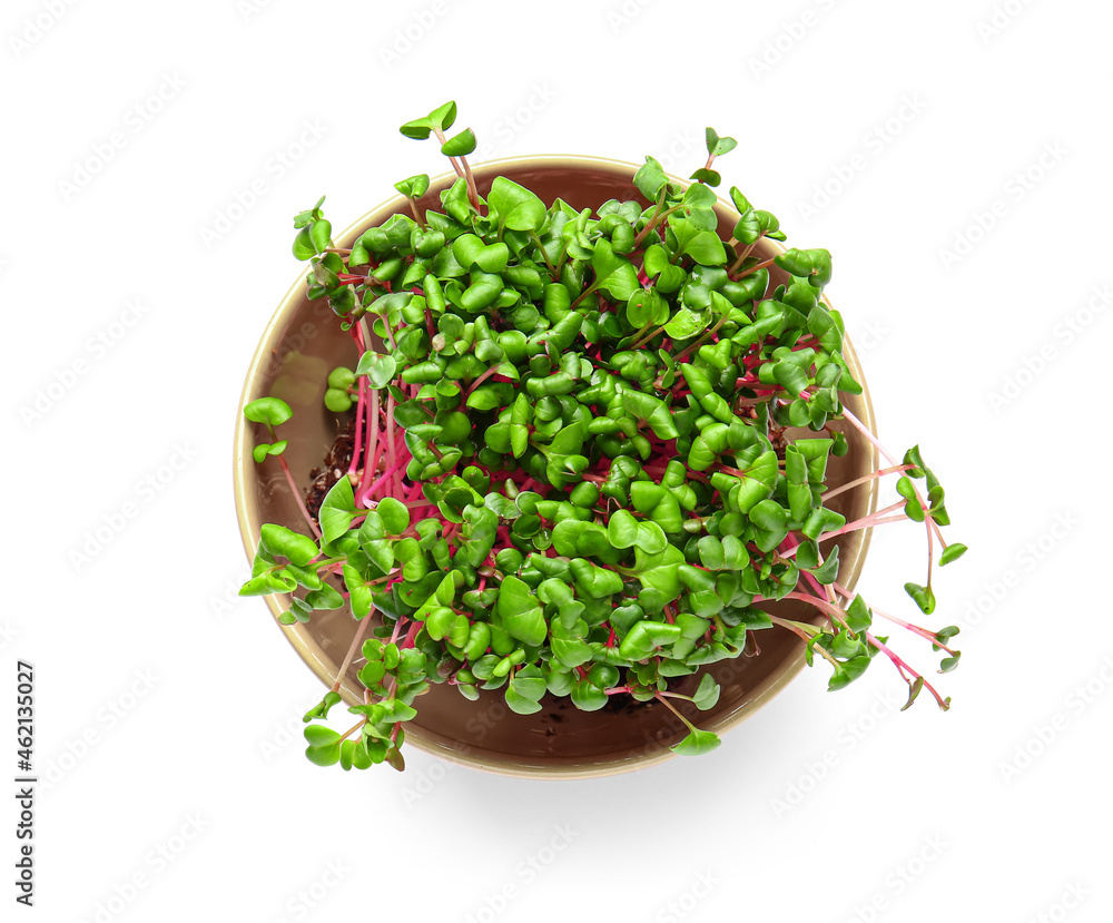 Bowl with fresh micro green on white background