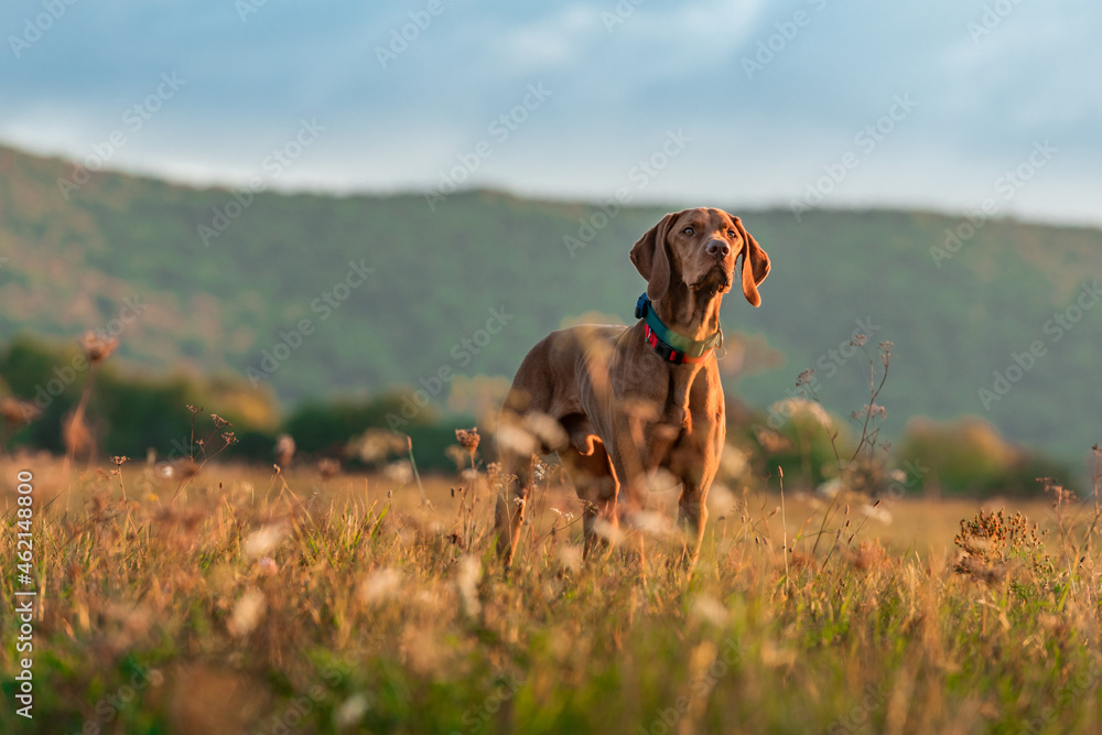 Beautiful male hungarian vizsla hunting dog outdoors portrait. Hunting dog stalking prey on a sunny 