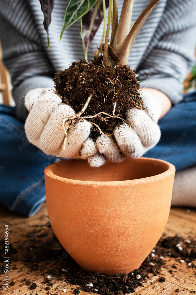 女人在家里重新种植室内植物