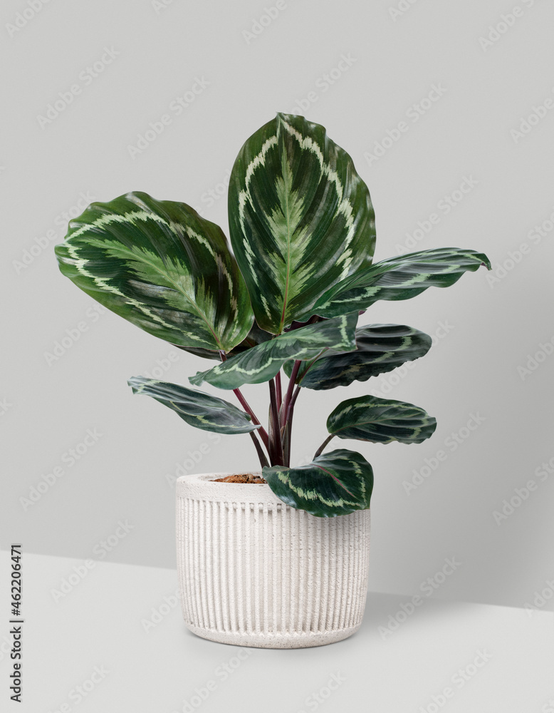 白盆中的Calathea奖章植物