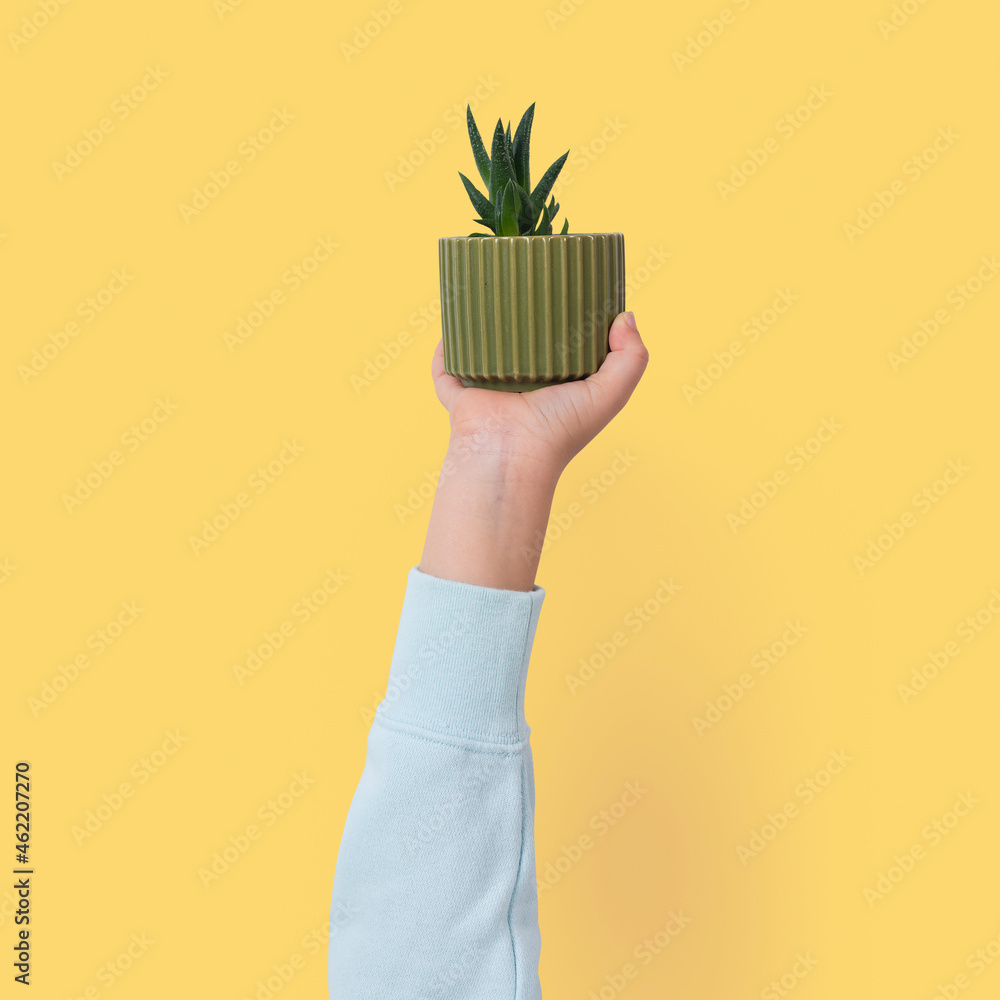 Potted aloe vera houseplant isolated