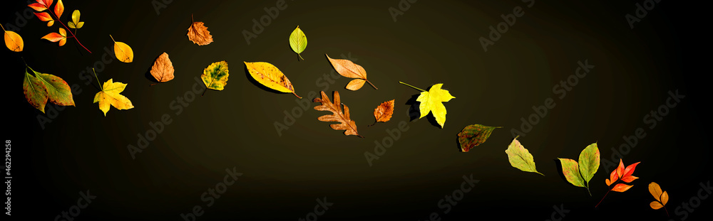 Colorful autumn leaves overhead view - flat lay