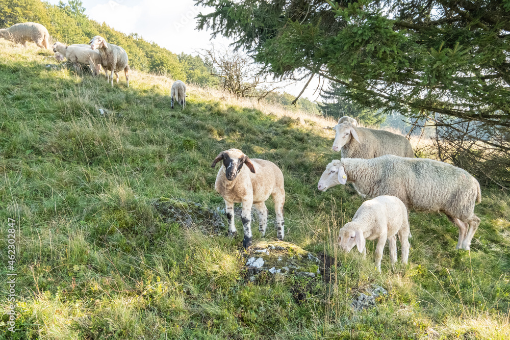 Schafhaltung am Arnsberg in der bayerischen Rhön bei Bischofsheim