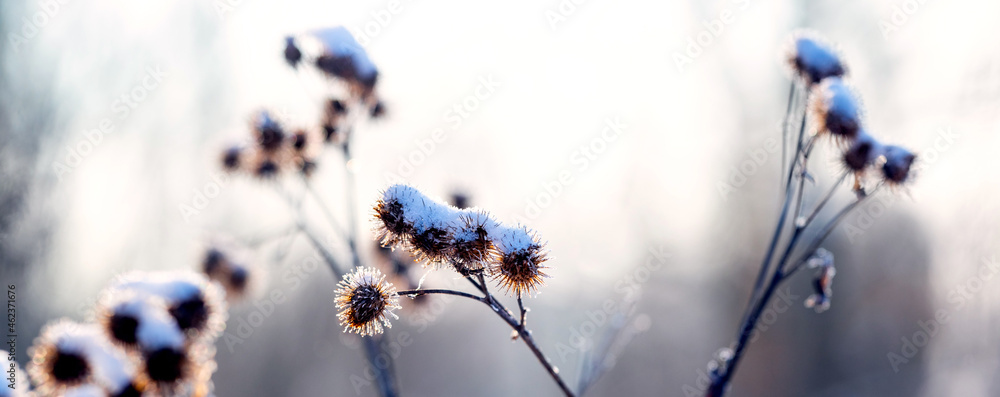 冬日晨雾中的积雪杂草