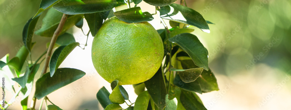 Fresh ripe tangerine orange on the tree in the orange garden orchard.