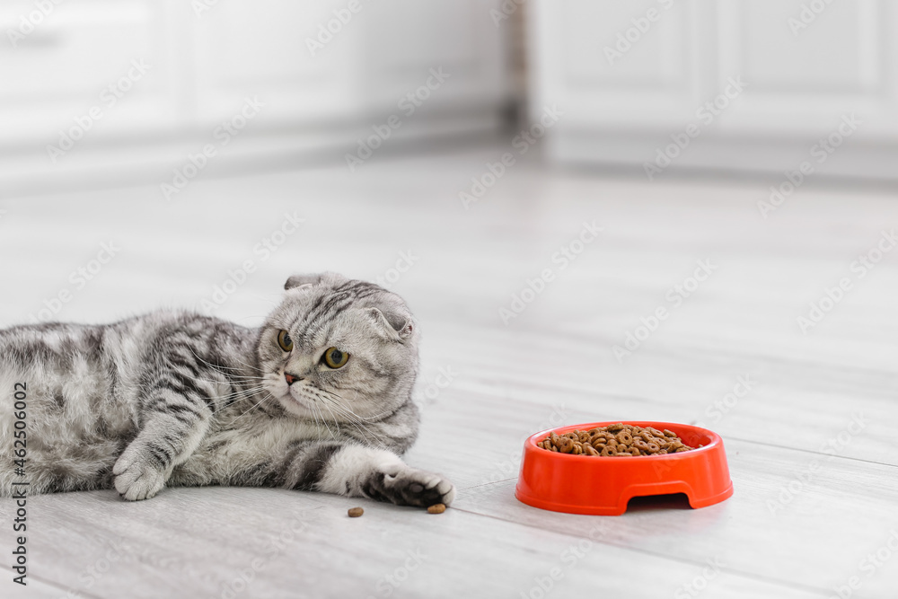 Cute cat and bowl with food in kitchen