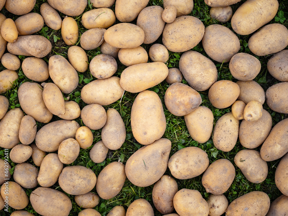 Pile of newly harvested and washed potatoes - Solanum tuberosum on grass. Harvesting potato roots in