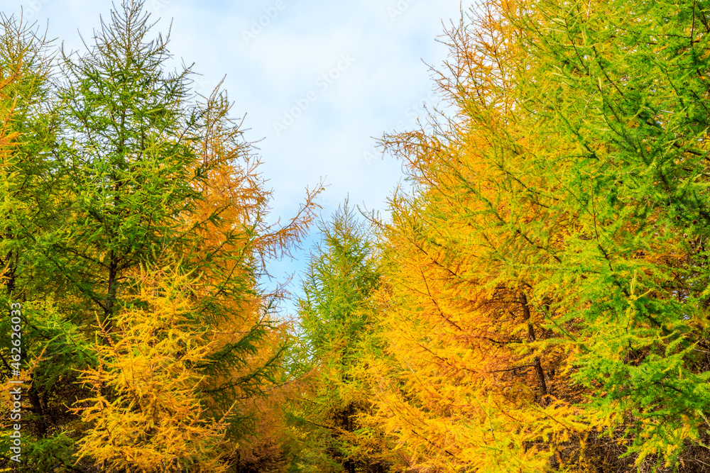 Beautiful colorful autumn forest.Autumn tree and leaves.