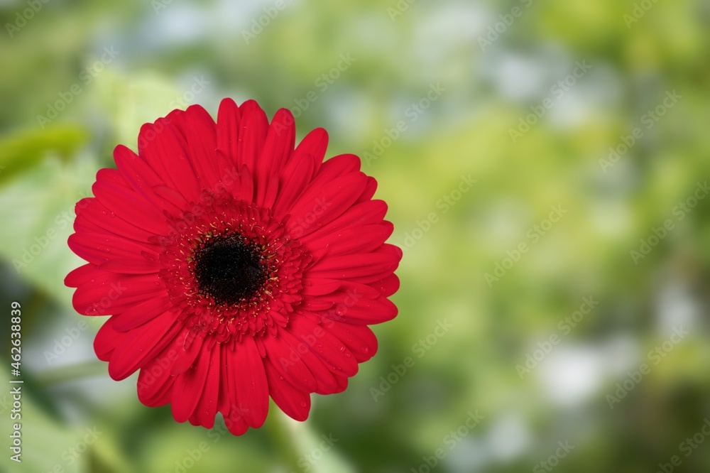 Close up of beautiful natural colored flower