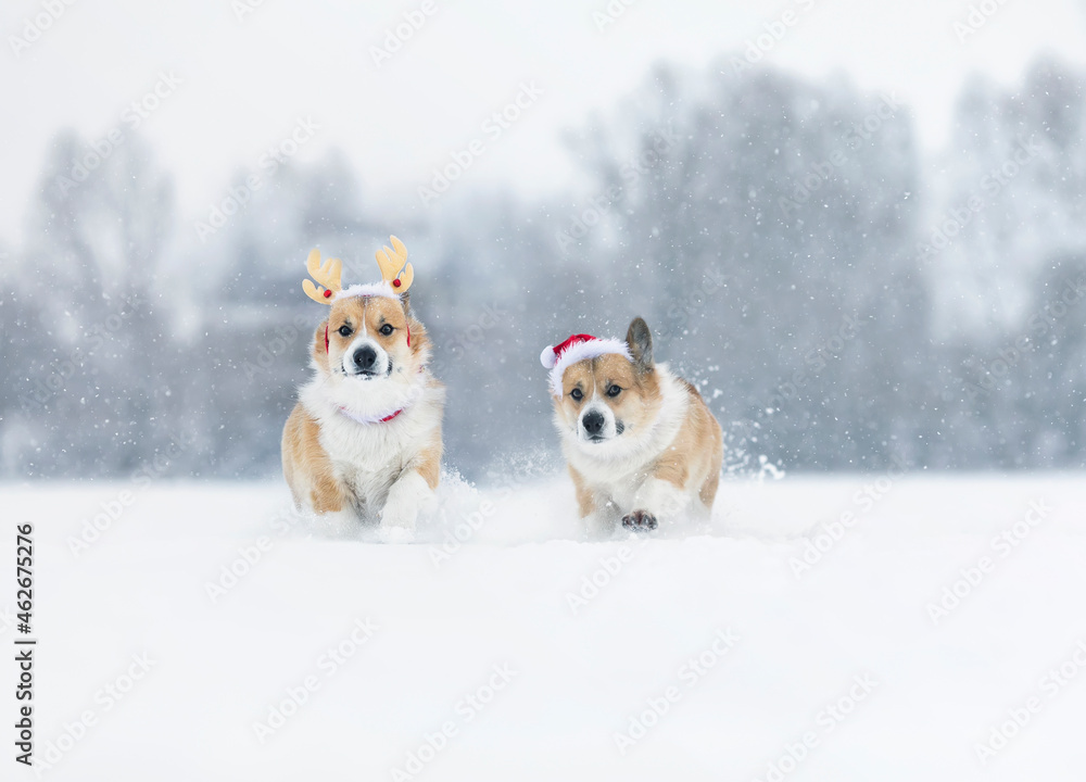 两只戴着驯鹿角和圣诞老人帽的柯基犬在圣诞雪地里快乐地奔跑