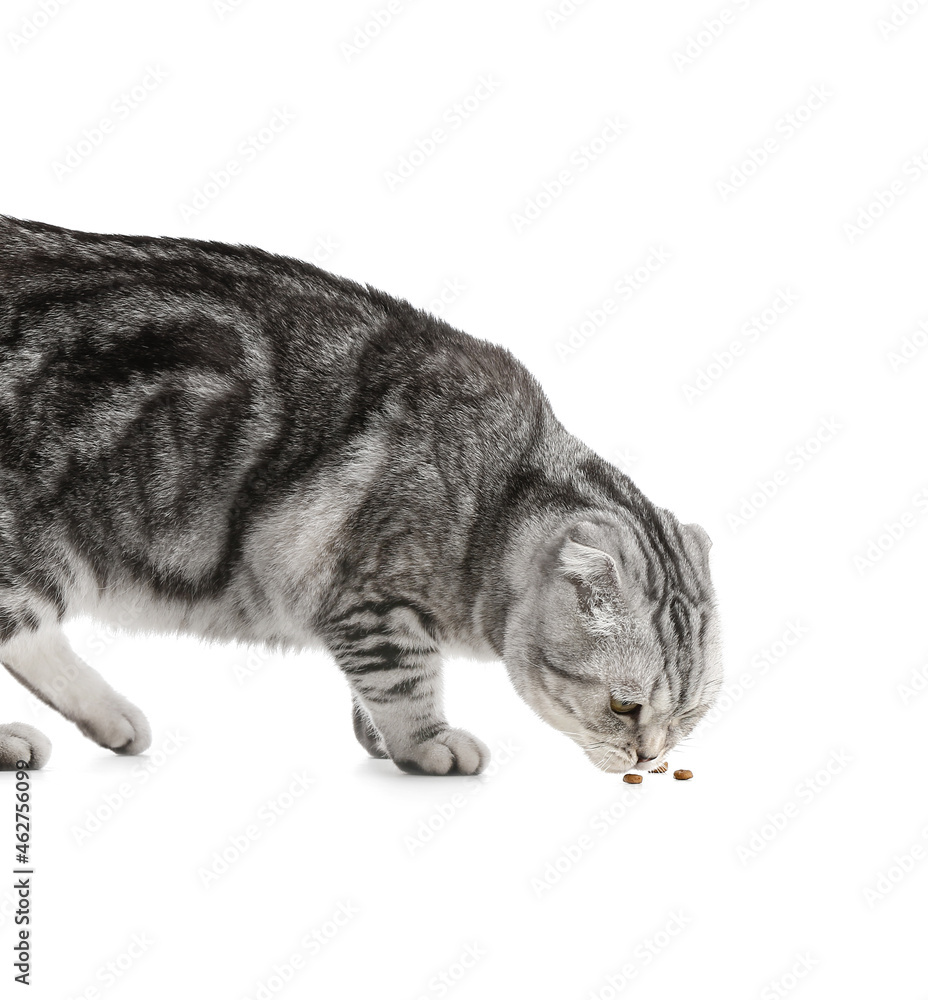 Cute cat eating dry food on white background