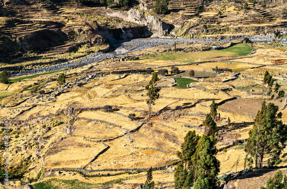 Terraced field within the Colca Canyon in Peru