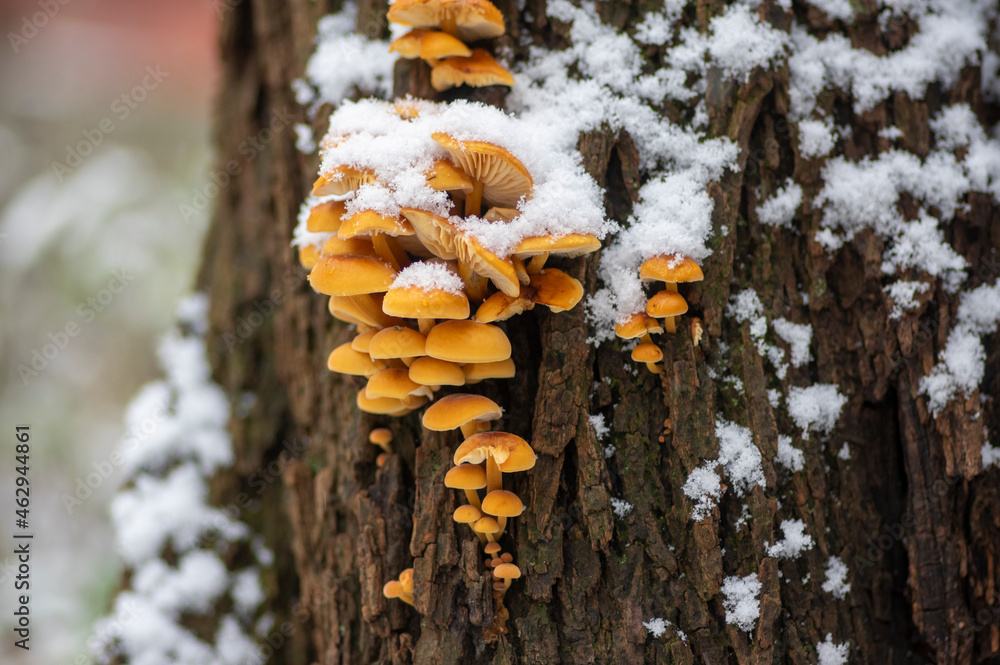 Flammulina velutipes mushroom on wooden log on dark bark during winter season covered with snow