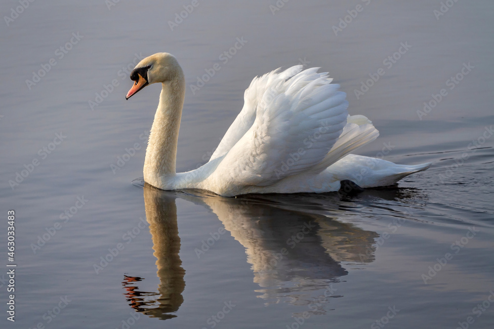 Beautiful white swan swimming in the lake