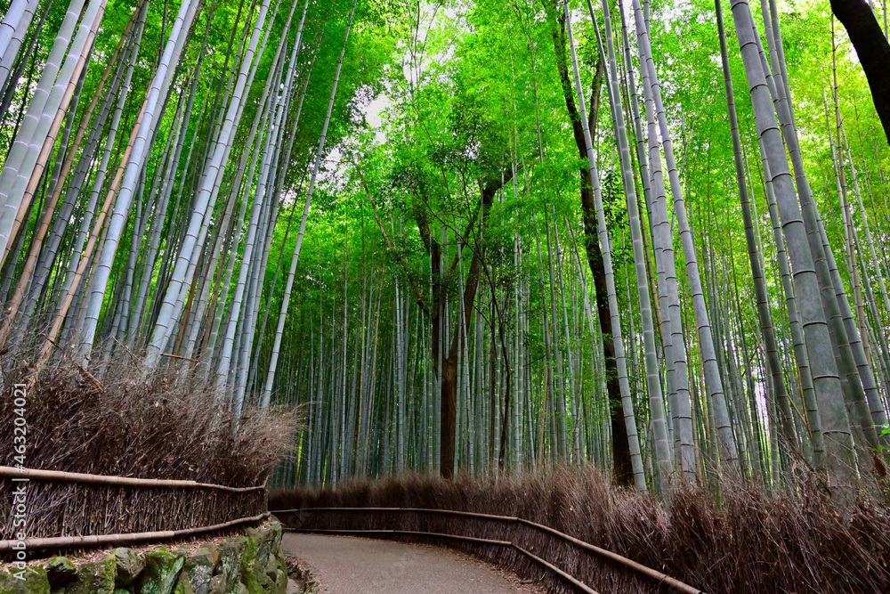 京都 嵐山の竹林の道