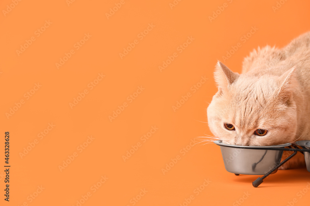 Cute cat eating food from bowl on color background