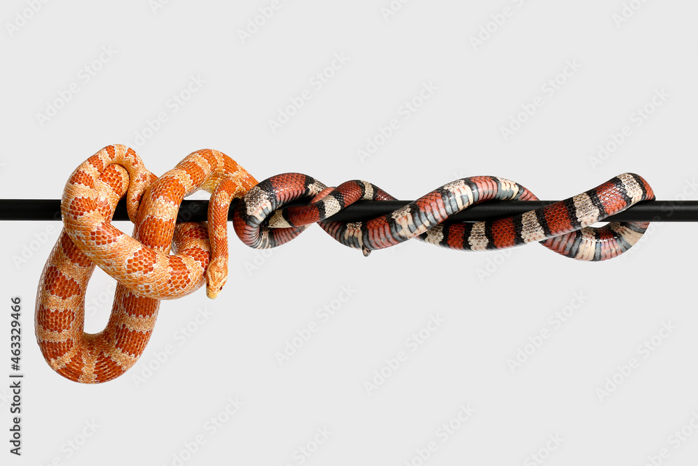 Different snakes on light background