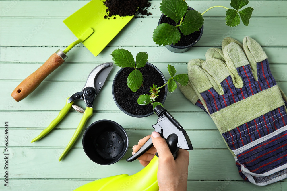 Woman spraying water onto plants seedlings on color wooden background