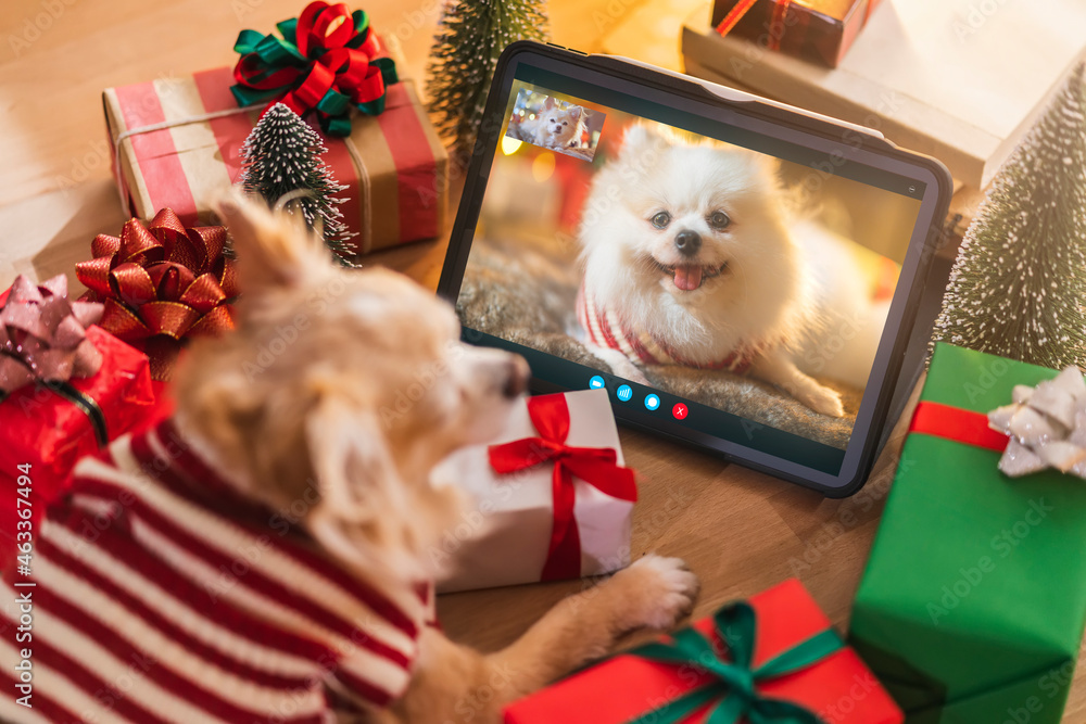 Humor cute Dog talking to dog friends in video call conference. Chihuahua dog having an online meeti