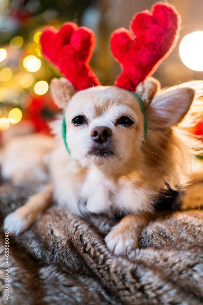 cute little brown fur chihuahua dog wear reindeer red costume and sweater winter cloth sit relax cas