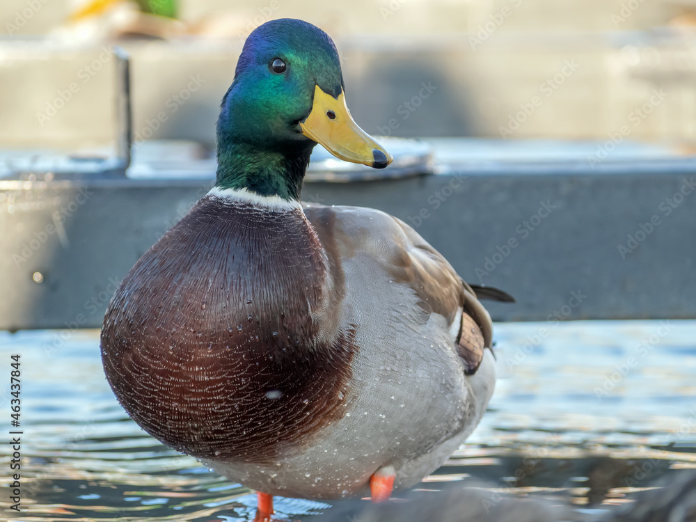 水上的雄性Mallard。drake的肖像。特写。