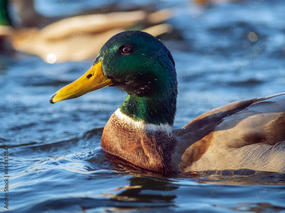 水上的Mallard雄性。巨蟒的肖像。特写。