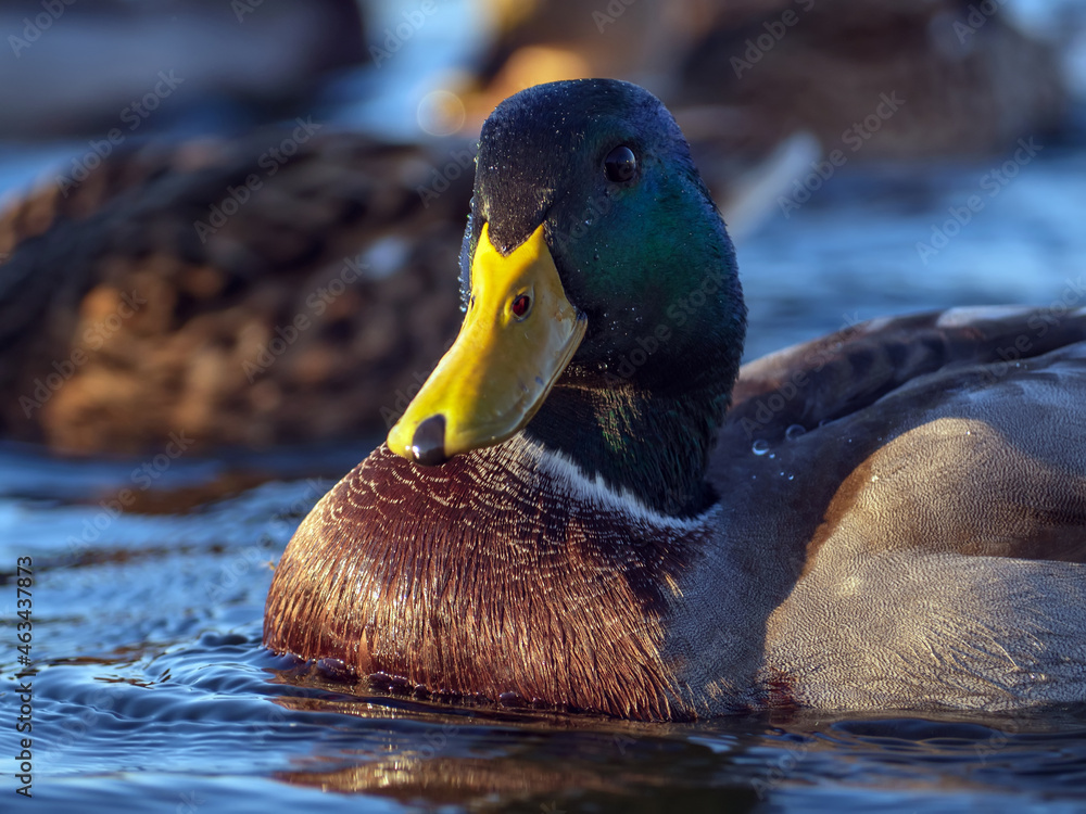 Mallard male on the water. Portrait of the drake. Close-up.