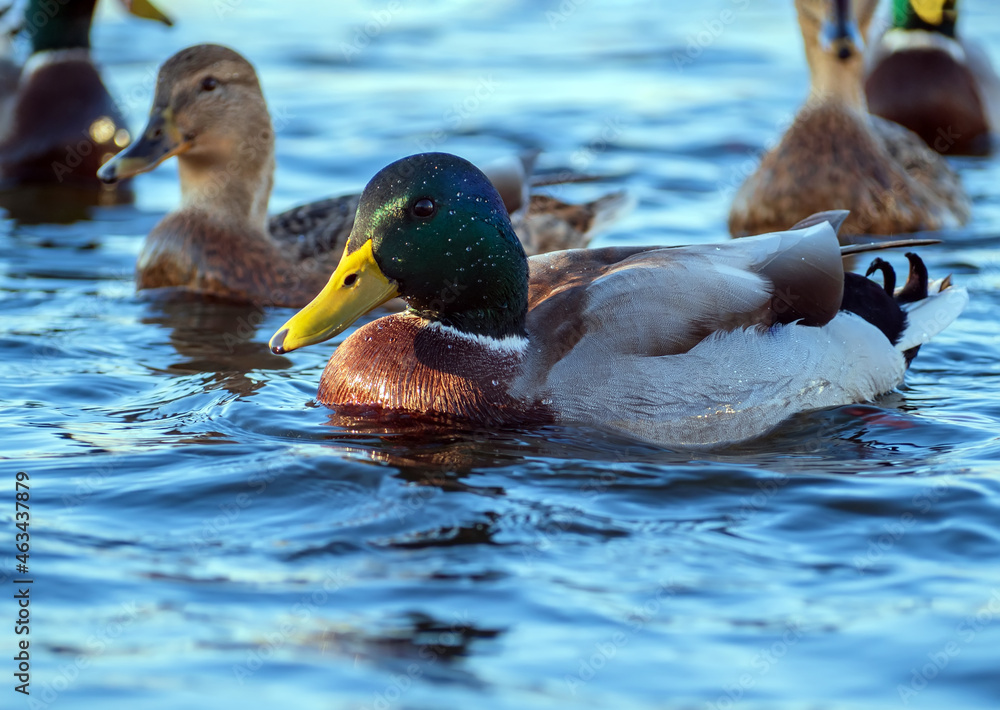 水上的雄性Mallard。drake的肖像。特写。