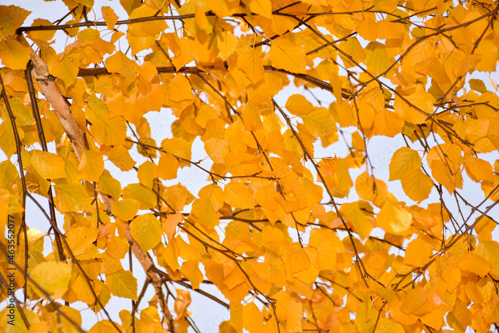 Early autumn in the garden, yellow leaves, under the canopy of trees. Autumn garland in the backgrou