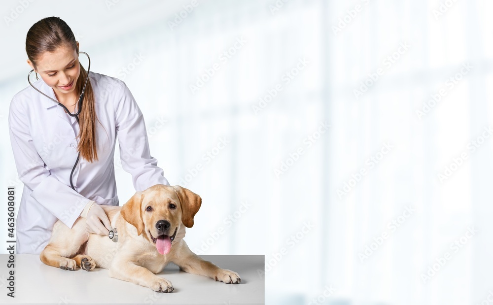 Young veterinarian checking up the dog on table in a veterinary clinic.