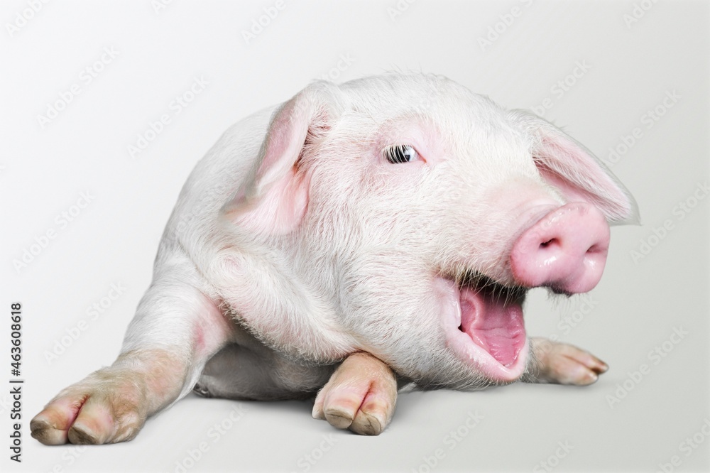 Happy young pig on the background. Funny animals emotions.