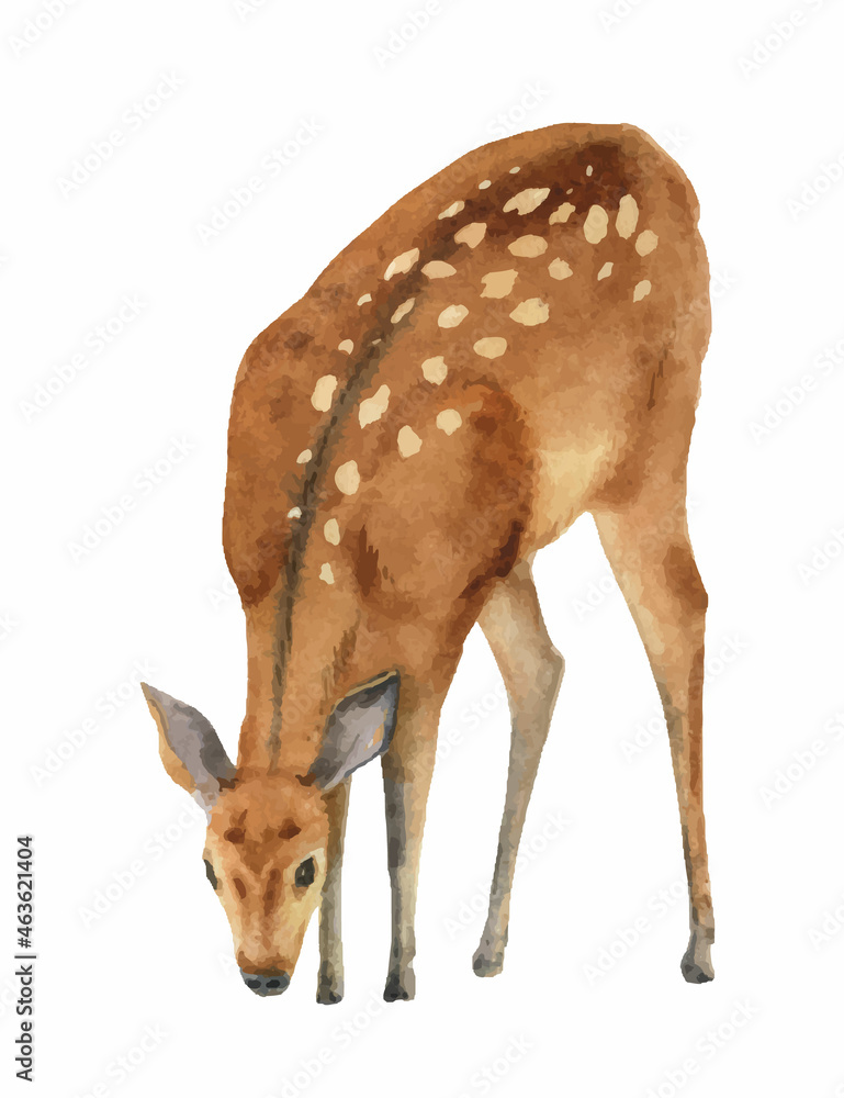 Watercolor vector illustration deer isolated on a white background.