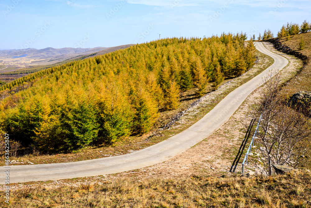 秋天空旷的道路和黄色的森林自然景观。道路和树木背景。