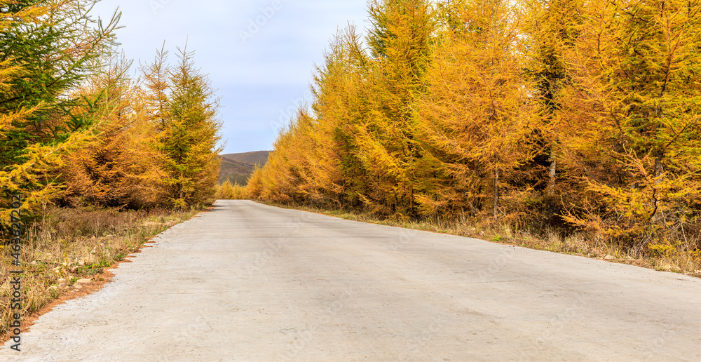 秋天空旷的道路和黄松林自然景观。道路和树林背景。