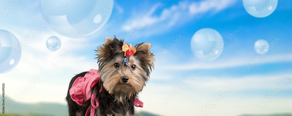 Cute young dog on the background after grooming. Dog portrait among soap bubbles.