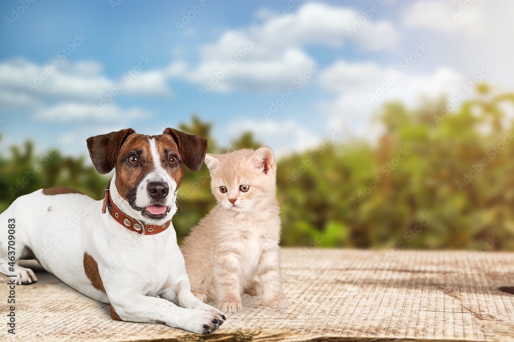 Curious puppy dog and kitten. Pets together