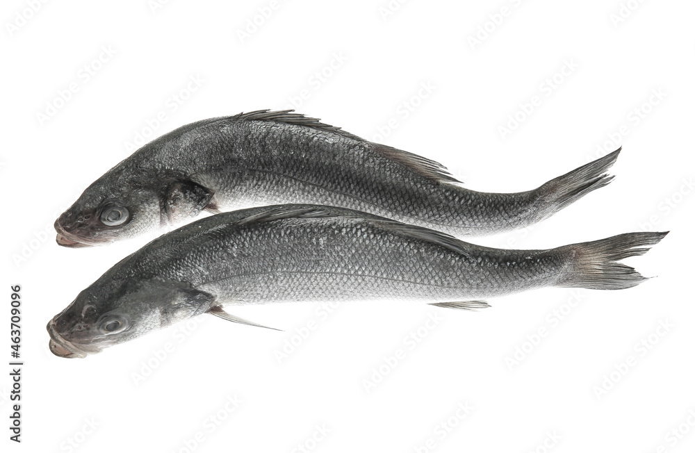 Fresh uncooked sea bass fish on white background