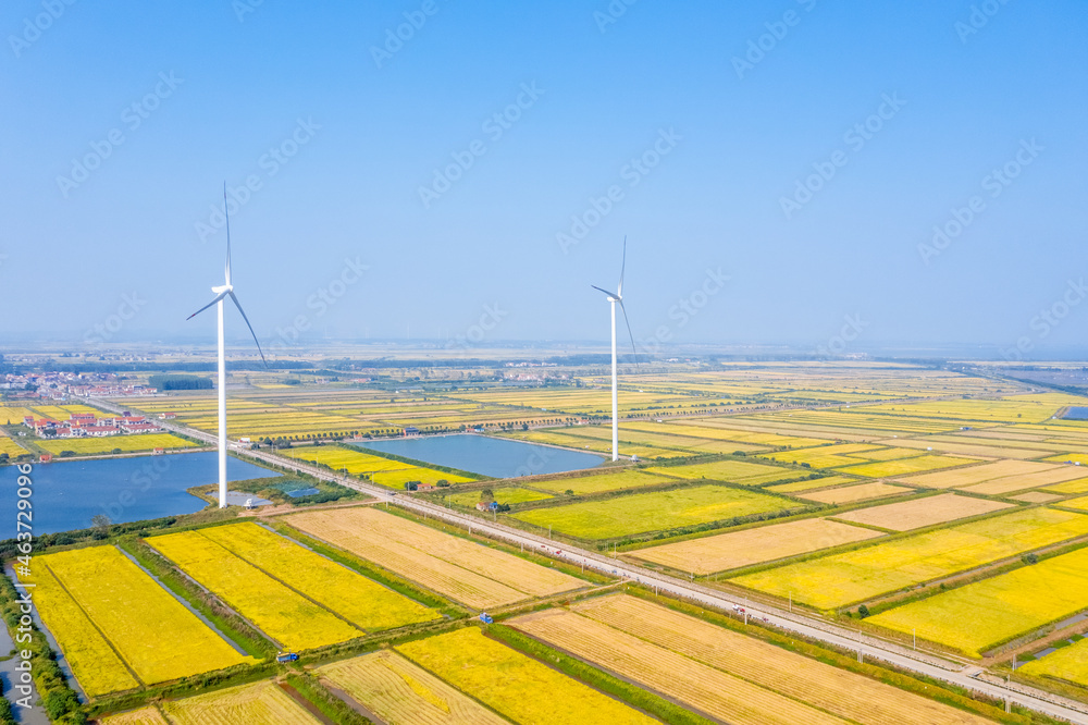 autumn paddy fields and wind turbines