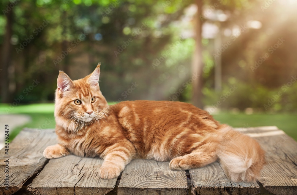 大眼睛的猫躺在桌子上