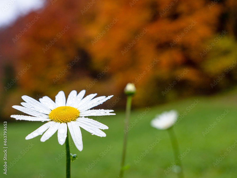 特写：美丽的白色雏菊被雨滴覆盖在五颜六色的秋季草地上