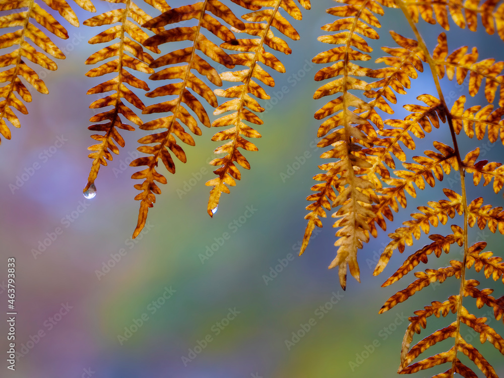 特写：秋天一滴露水从一棵黄色蕨类植物上落下的细节