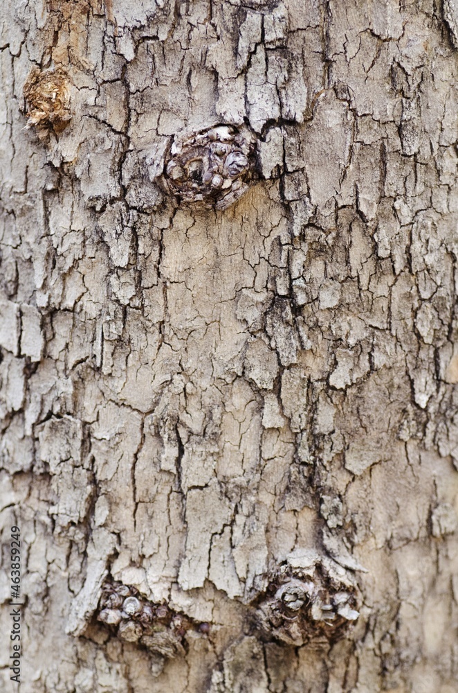 Bark of a Old Oak Tree