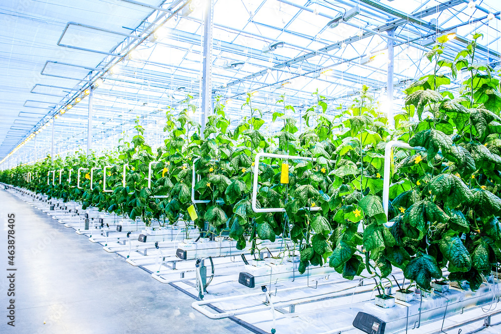 Green crop of cucumber in modern greenhouse