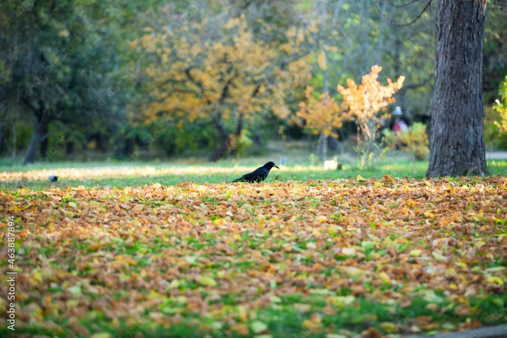 fallen autumn leaves on grass in sunny morning light, toned photo