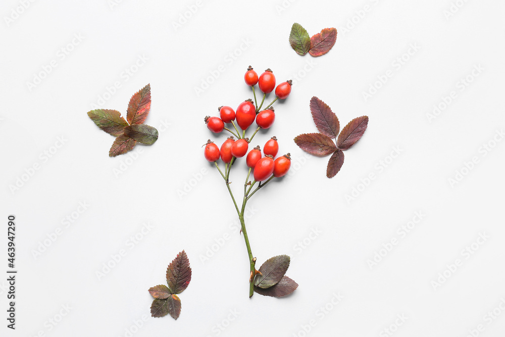 Composition with fresh rose hip berries and leaves on white background