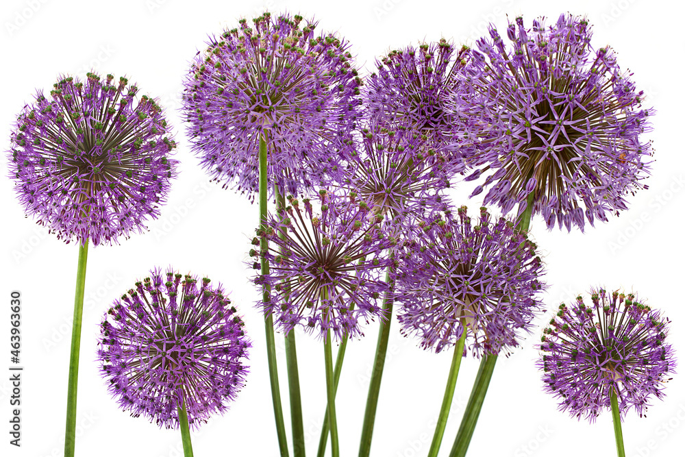 Decorative onion blossom flower