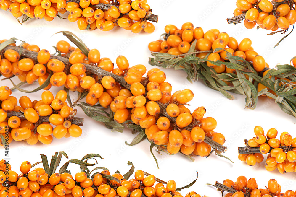 Sea-buckthorn branch on white