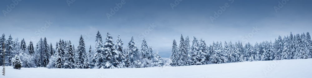 雪后森林美景