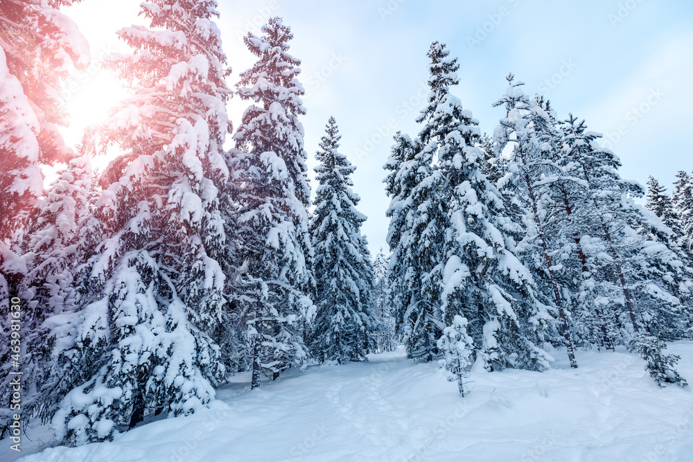 白雪覆盖的冷杉和松树的森林美景