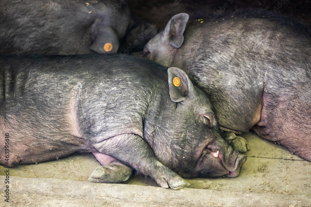 Vietnamese pigs sleeping together in the pigsty